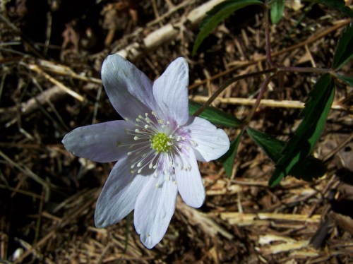 Ruta das mámoas na contorna de Castiñeiras
