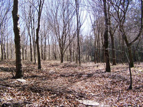 Ruta das mámoas na contorna de Castiñeiras