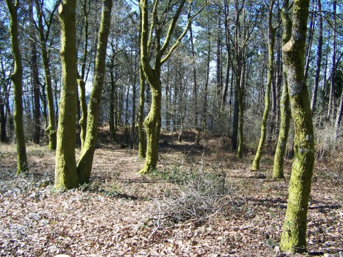 Ruta das mámoas na contorna de Castiñeiras