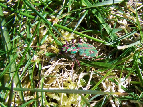 Ruta das mámoas na contorna de Castiñeiras