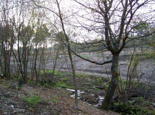 No monte veciñal de Salcedo.