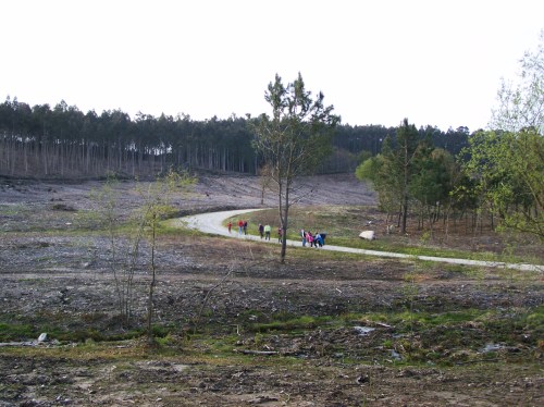 No monte veciñal de Salcedo.