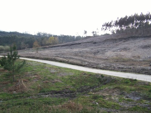 No monte veciñal de Salcedo.