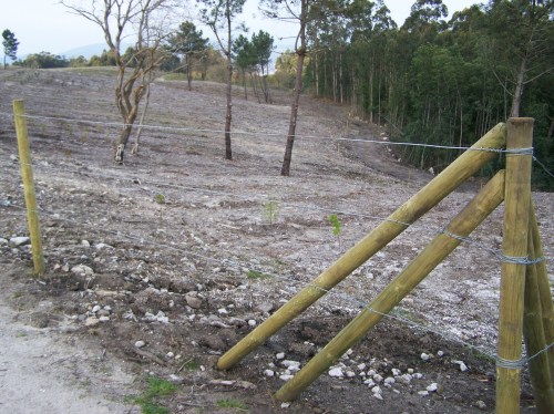 Repoboación no monte veciñal de Salcedo.