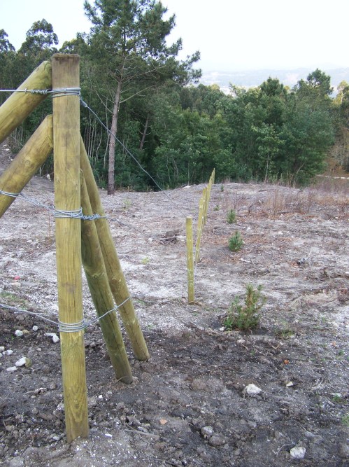 Repoboación no monte veciñal de Salcedo.