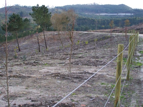 Repoboación no monte veciñal de Salcedo.