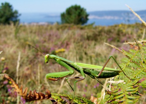 Barbantesa no Alto do Pornedo.
