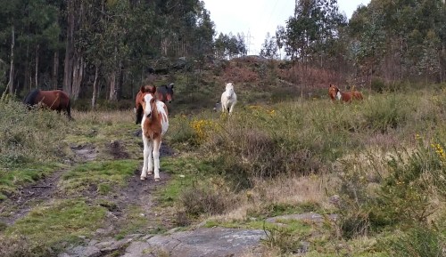 Cabalos ceibes no Monte Pituco.