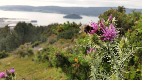 Abellón nun cardo, no Alto do Pornedo.