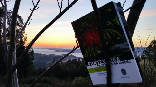 "Pontevedra: as árbores da cidade"