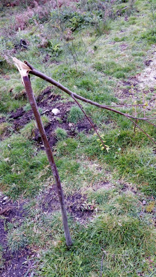 Castiñeiros tronzados en Salcedo.