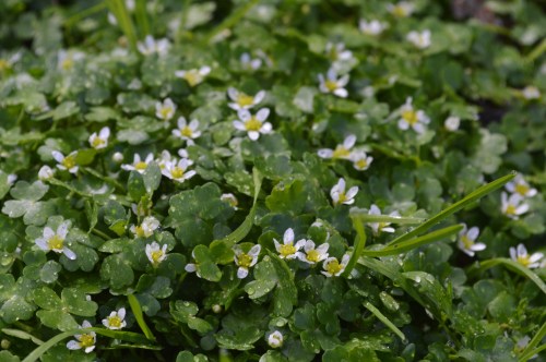 Ruta polo Espazo Natural e Arqueolóxico dos Sete Camiños organizada por Almuinha.