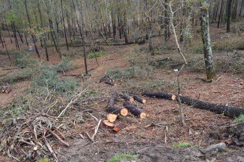 Ruta polo Espazo Natural e Arqueolóxico dos Sete Camiños organizada por Almuinha.