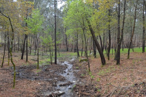 Ruta polo Espazo Natural e Arqueolóxico dos Sete Camiños organizada por Almuinha.