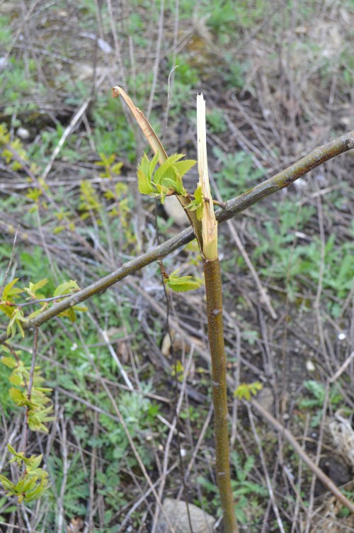 Ruta polo Espazo Natural e Arqueolóxico dos Sete Camiños organizada por Almuinha.