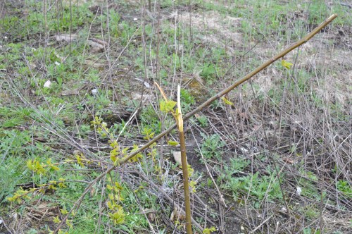 Ruta polo Espazo Natural e Arqueolóxico dos Sete Camiños organizada por Almuinha.