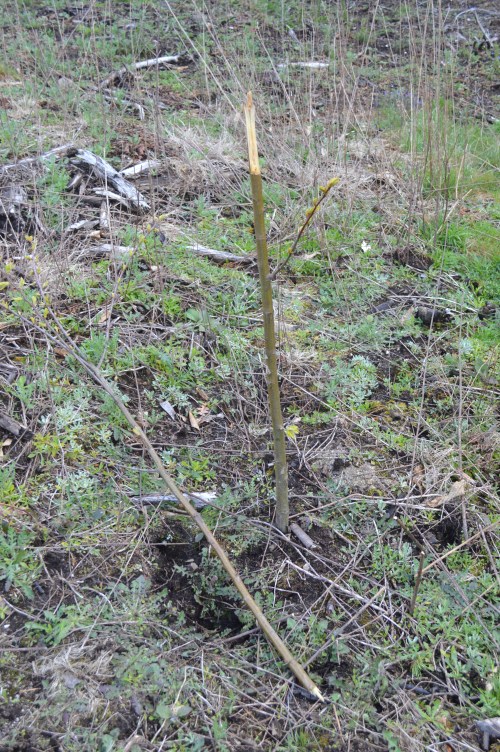 Castiñeiros tronzados en Salcedo.