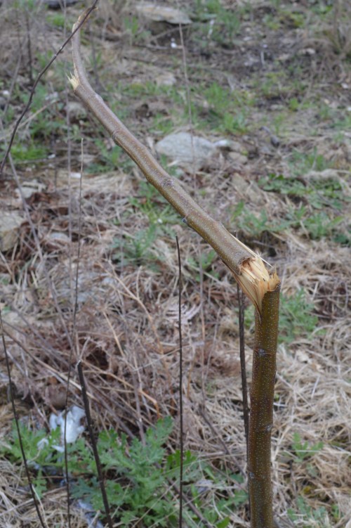 Castiñeiros tronzados en Salcedo.