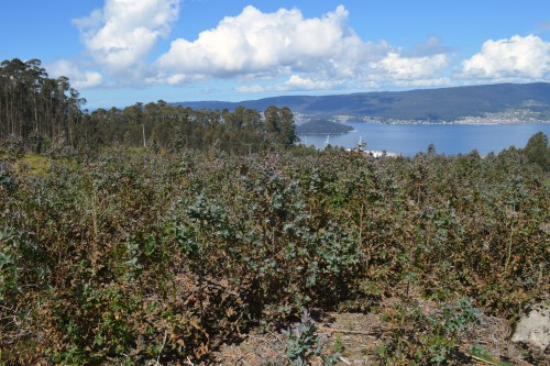 Ruta polo Espazo Natural e Arqueolóxico dos Sete Camiños organizada por Almuinha.