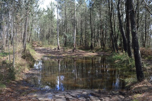 Ruta polo Espazo Natural e Arqueolóxico dos Sete Camiños organizada por Almuinha.