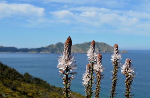 Cabo Home, Costa da Vela