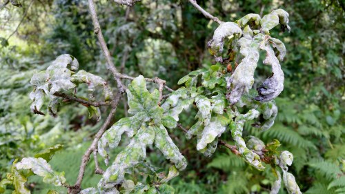 Oídio dos carballos