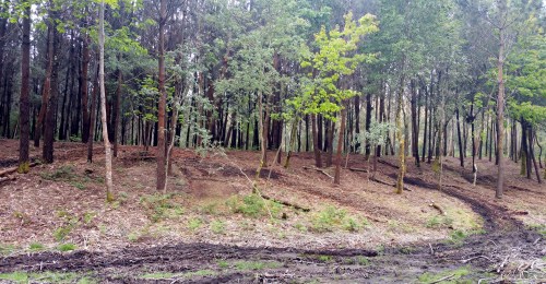 IV Saída polo Monte de Salcedo