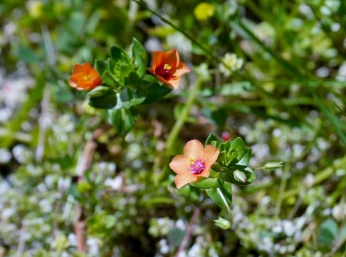 Anagallis arvensis-herba do garrotillo, herba da rabia