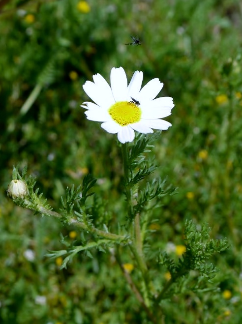 Anthemis arvensis- Macela brava
