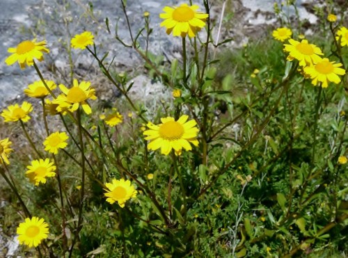 Caleosthopus myconis- Pampillos