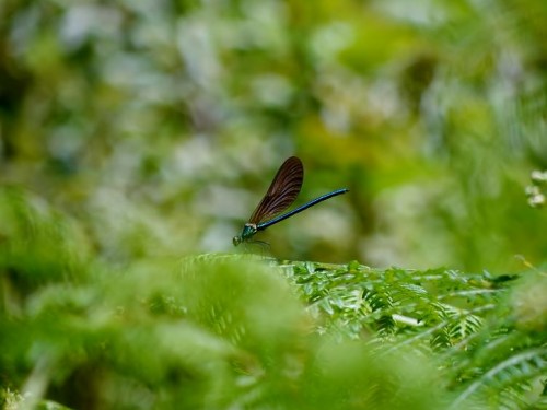 Calopterix virgo-Cabaliño do demo, gaiteiro azul