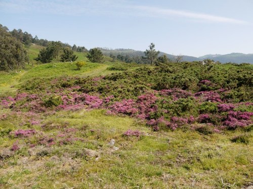 carrasqueira de Erica umbellata no alto do Pornedo