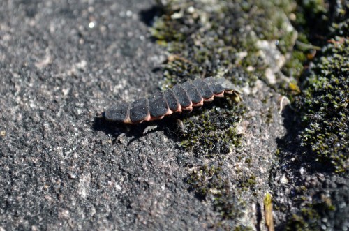 Larva de lucecú nos petroglifos de Sete Camiños