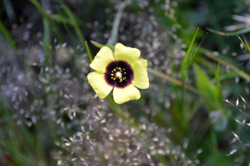 Flora do Monte Pituco