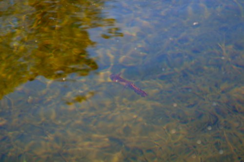 Tritóns no tanque de auga da Fonte da Prata