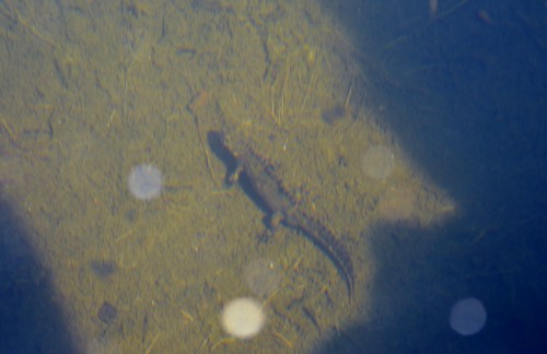 Tritóns no tanque de auga a carón da Fonte da Prata