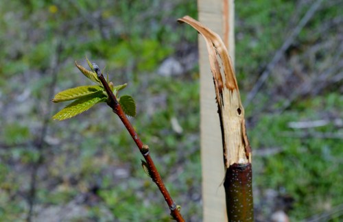 A plantación agredida no Monte de Salcedo.