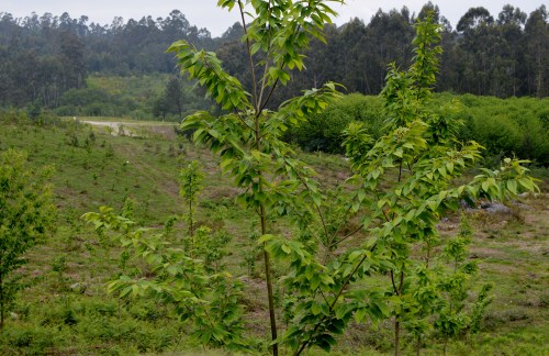 IV Saída polo Monte de Salcedo