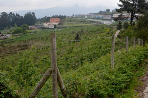 IV Saída polo Monte de Salcedo