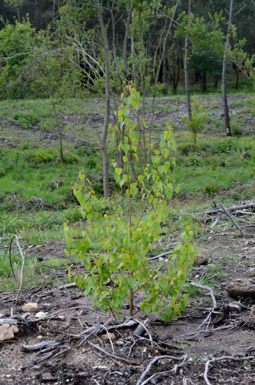 IV Saída polo Monte de Salcedo