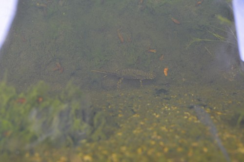 IV Saída polo Monte de Salcedo