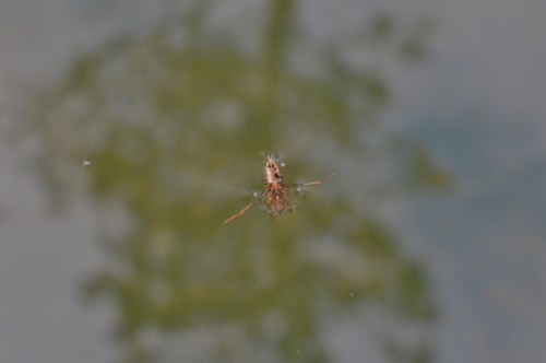 IV Saída polo Monte de Salcedo