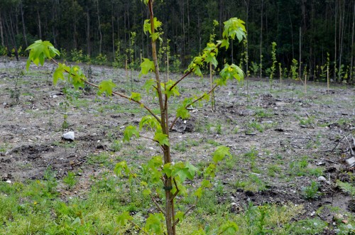 IV Saída polo Monte de Salcedo