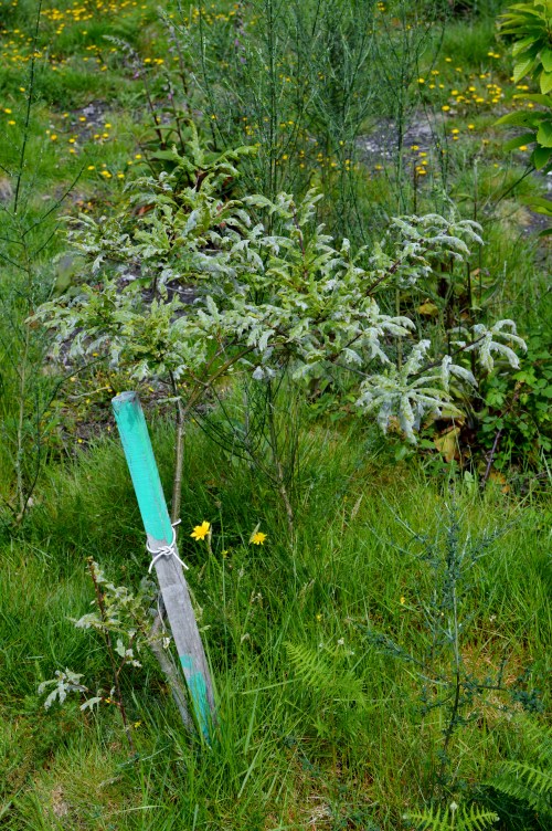 IV Saída polo Monte de Salcedo