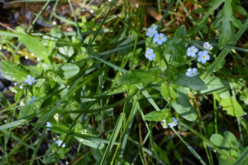 IV Saída polo Monte de Salcedo