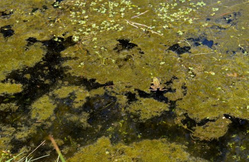 IV Saída polo Monte de Salcedo