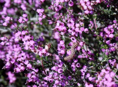 Erica umbellata-Carrasco