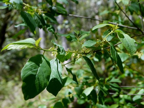 Frangula alnus-Sanguiño
