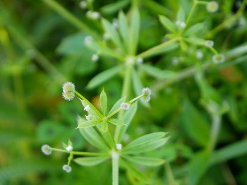 Galium aparine-Chapizo, herba do rodicio