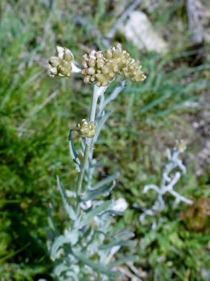 Gnaphalium luteo-album- Borrosa